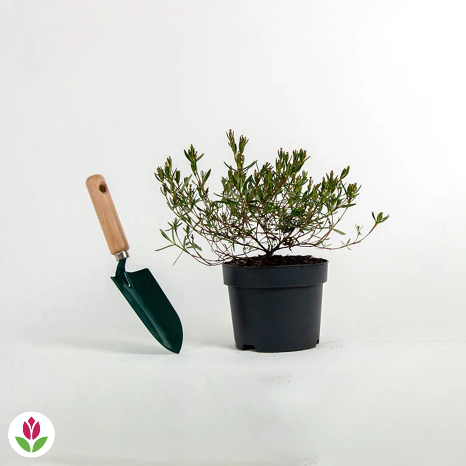 Laurier Des Montagnes 2 Laurier Des Montagnes â Image 2