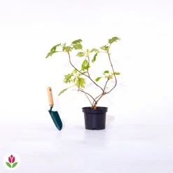 Hortensia à Feuilles De Chêne -Fournitures De Jardin Soldes 2024 016504 wil qlp 100803 4 1706532554234