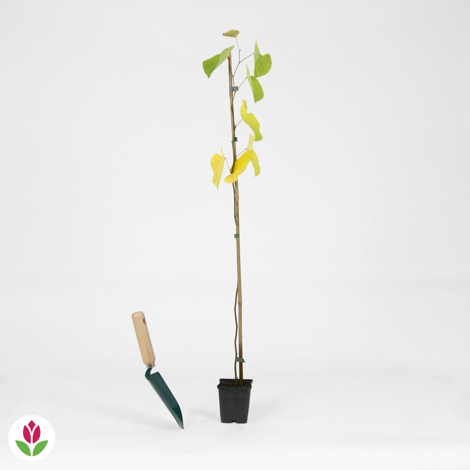 L'Arbre De Judée 8 L'Arbre De Judée – Image 8