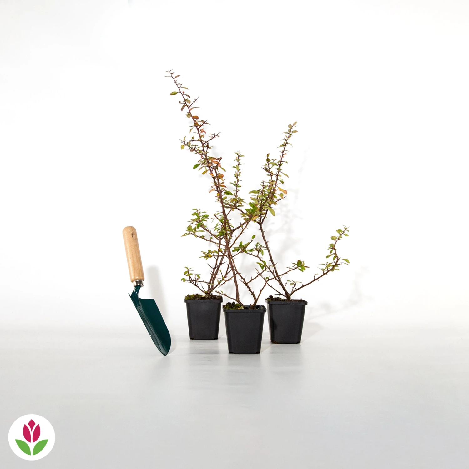 3 Pyracantha Saphyr Rouge 2 3 Pyracantha Saphyr Rouge – Image 2