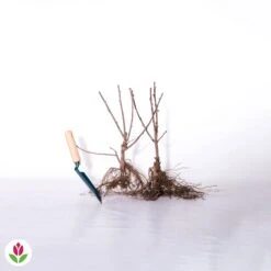 2 Groseilliers Blanka -Fournitures De Jardin Soldes 2024 017291 wil qlz 100851 3 1706536446564