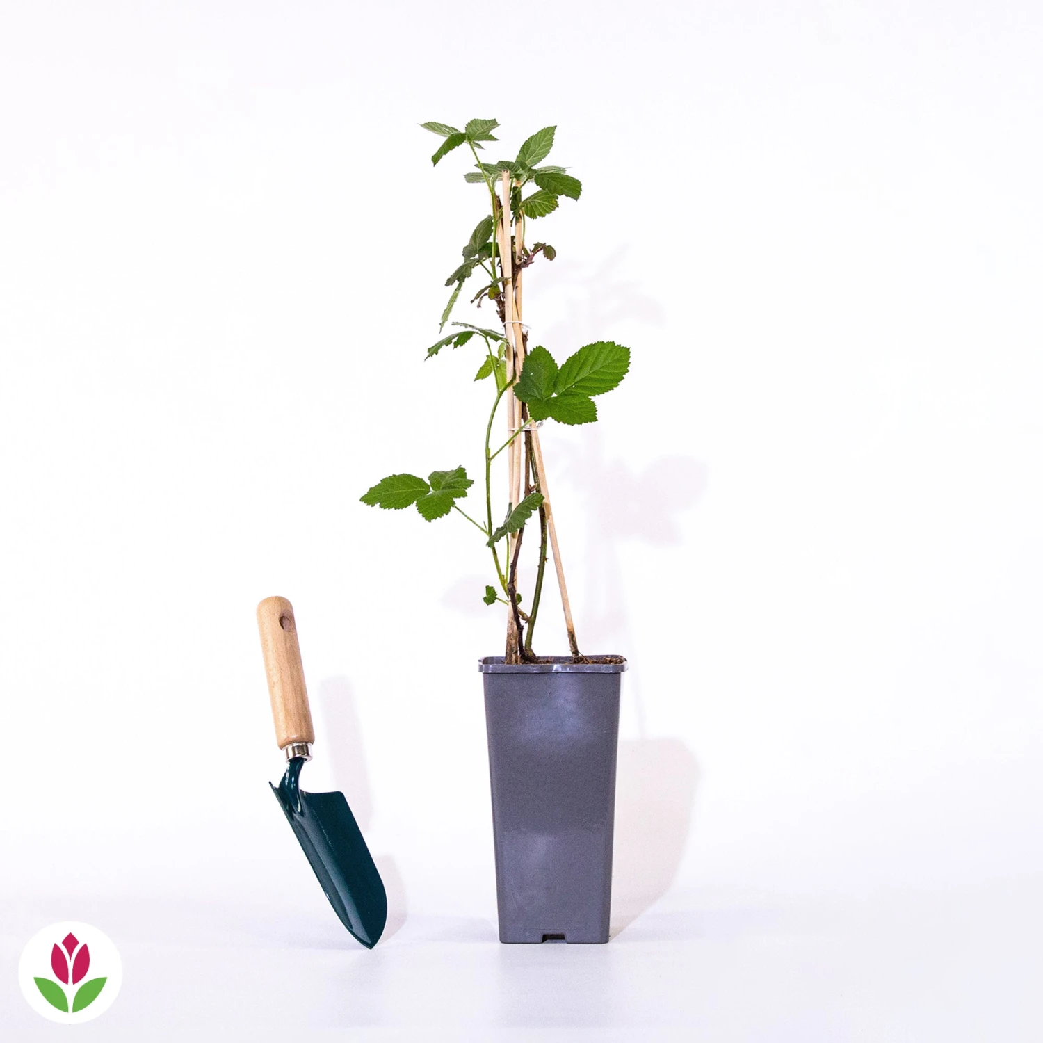 Mûrier Cascade Noire 2 Mûrier Cascade Noire – Image 2