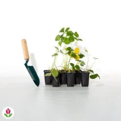 Fraisier Remontant Mariguette ® -Fournitures De Jardin Soldes 2024 017397 wil qlh 100863 3 1706531713435