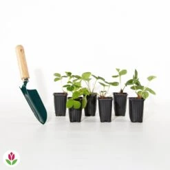 Fraisier Gariguette -Fournitures De Jardin Soldes 2024 017399 wil qlh 017399 1 1704789118510