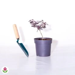 Loropétale Black Pearl 7 Loropétale Black Pearl -Fournitures De Jardin Soldes 2024 018110 wil qlh 018110 1 1705481948276