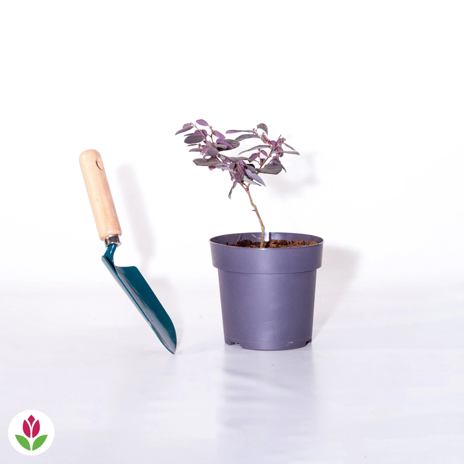 Loropétale Black Pearl 4 Loropétale Black Pearl – Image 4