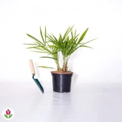 Palmier De Chine 5 Palmier De Chine -Fournitures De Jardin Soldes 2024 018382 wil qlh 018382 1 1705505765449