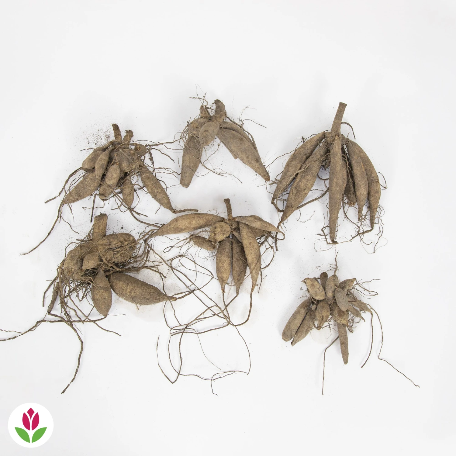 6 Dahlias En Mélange 2 6 Dahlias En Mélange – Image 2