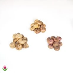 Collection De 30 Glaïeuls Perroquets -Fournitures De Jardin Soldes 2024 018508 wil QLZ 18508 1 1707831549702