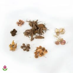 Massif D'été Fleuri En Mélange - 1,5 M² 19 Massif D'été Fleuri En Mélange - 1,5 M² -Fournitures De Jardin Soldes 2024 018541 wil qlb 018541 1 1705674314326