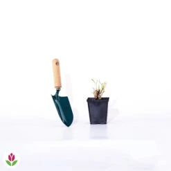 Lupin Indigo Eclipse De Lune -Fournitures De Jardin Soldes 2024 018544 wil qlp 100959 4 1706532918341