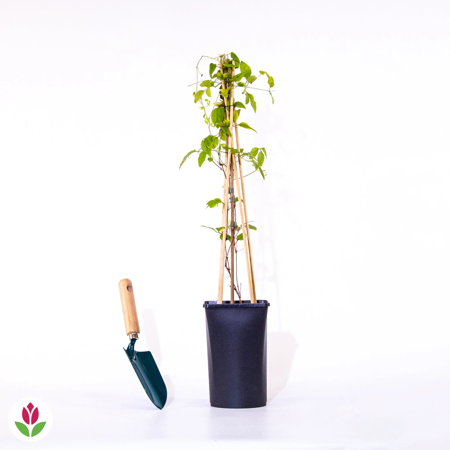 Clématite Red Star 2 Clématite Red Star – Image 2