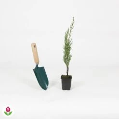 Cyprès Totem -Fournitures De Jardin Soldes 2024 018566 wil QLA 018566 1 1704727058114