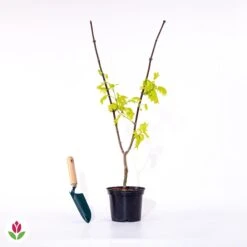 Erable Du Japon Doré -Fournitures De Jardin Soldes 2024 018661 wil qlp 100975 4 1706533092978