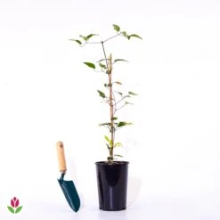 Clématite Multi Blue -Fournitures De Jardin Soldes 2024 018674 wil qlp 018674 1 1709738163282