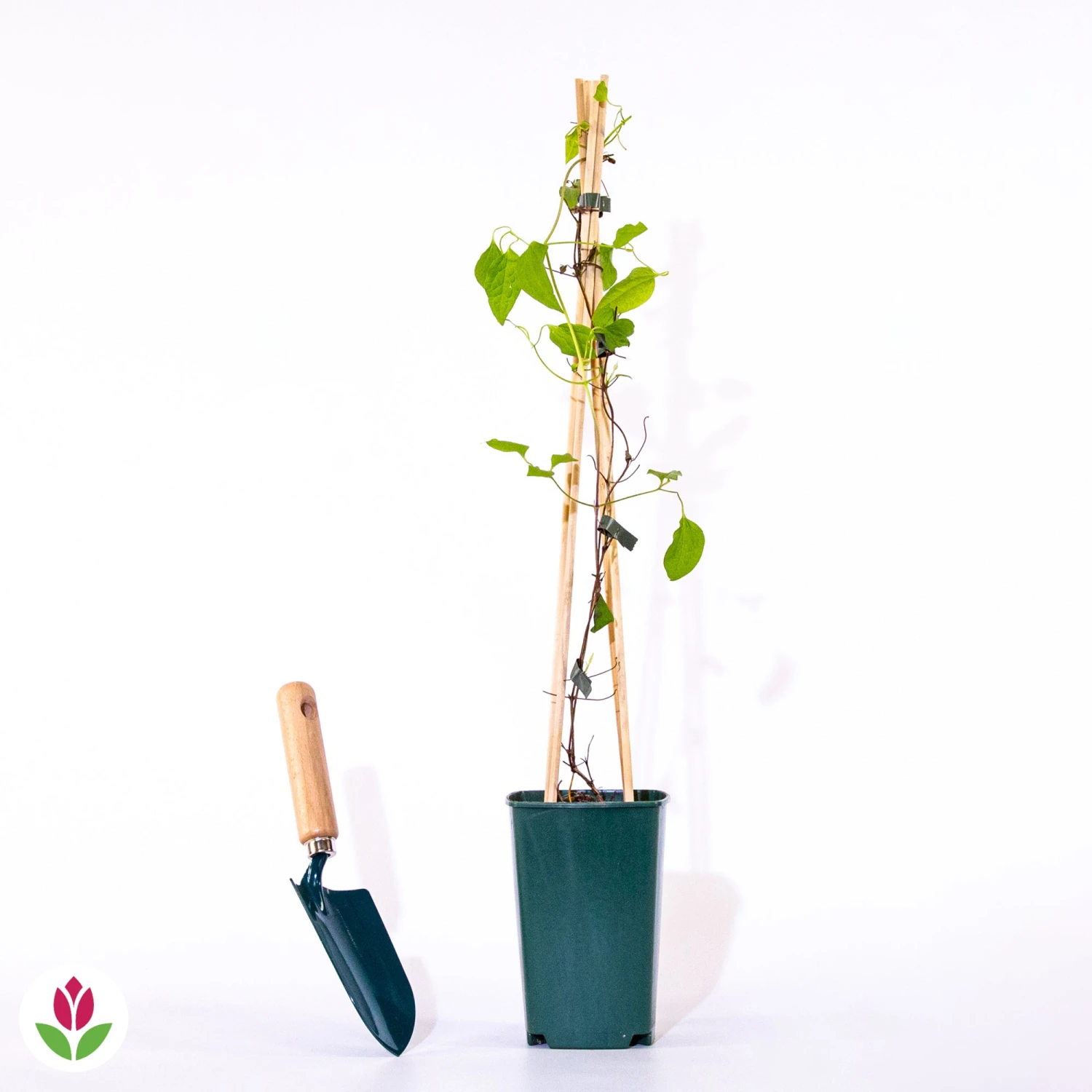 Clématite Rouge Cardinal 4 Clématite Rouge Cardinal – Image 4