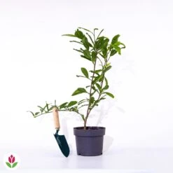 Magnolia étoilé 13 Magnolia étoilé -Fournitures De Jardin Soldes 2024 018681 wil qlp 018681 1 1705583754397