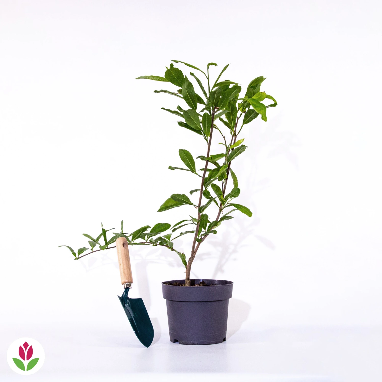 Magnolia étoilé 7 Magnolia étoilé – Image 7