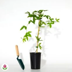 Passiflore Victoria -Fournitures De Jardin Soldes 2024 018682 wil qlh 100984 7 1709723025892