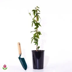 Passiflore Bleue 11 Passiflore Bleue -Fournitures De Jardin Soldes 2024 018683 wil qlz 80454 10 1706622377264