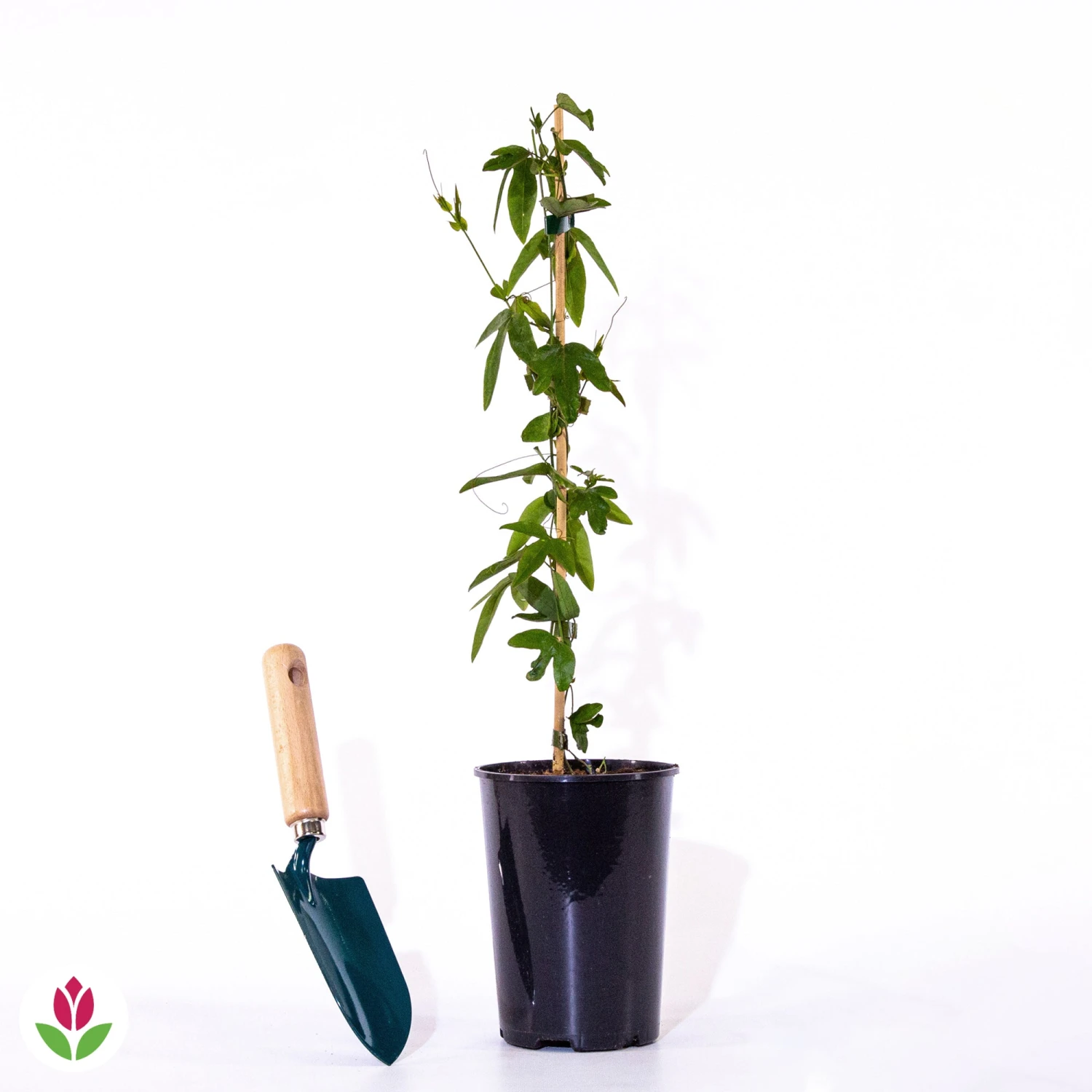 Passiflore Bleue 6 Passiflore Bleue – Image 6