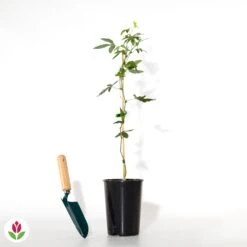 Passiflore Constance Elliot -Fournitures De Jardin Soldes 2024 018684 wil qlh 018684 1 1709739236216