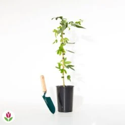 Passiflore Lavender Lady -Fournitures De Jardin Soldes 2024 018685 wil qlh 100985 4 1706532053485