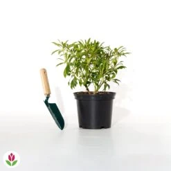 Pieris Forest Flame -Fournitures De Jardin Soldes 2024 018687 wil qlh 018687 1 1705484203739