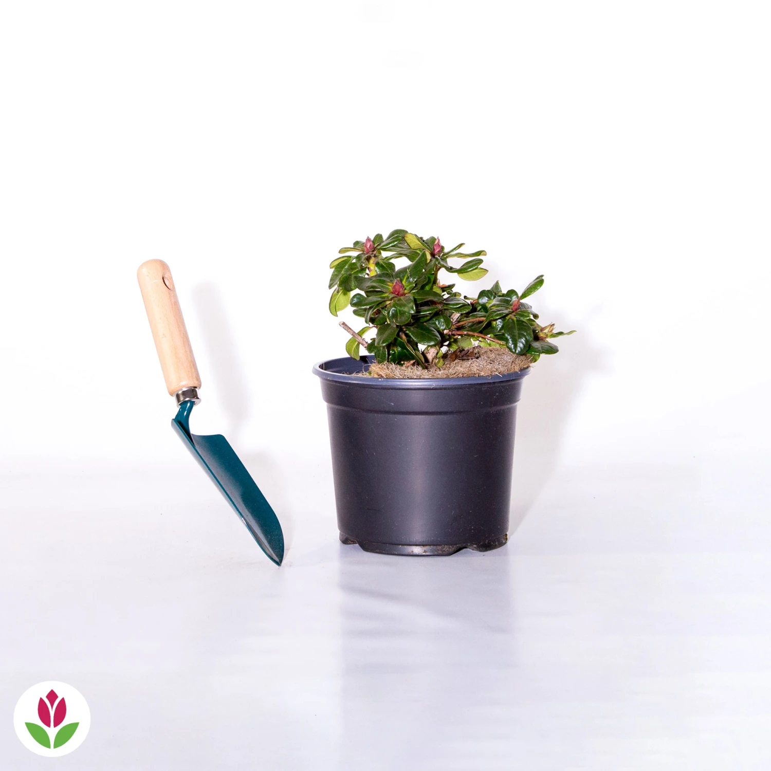 Rhododendron Compact Baden Baden 2 Rhododendron Compact Baden Baden – Image 2