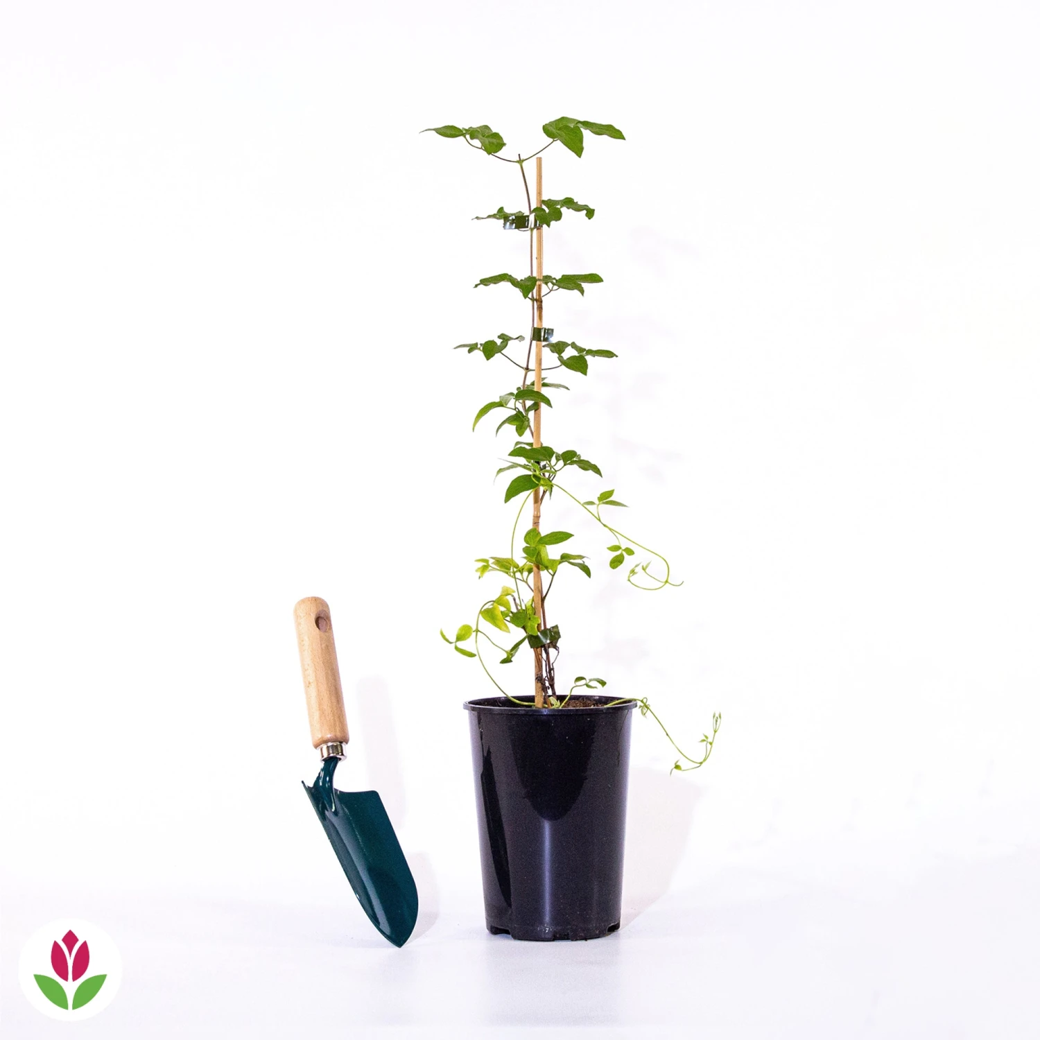 Clématite Double Josephine 3 Clématite Double Josephine – Image 3