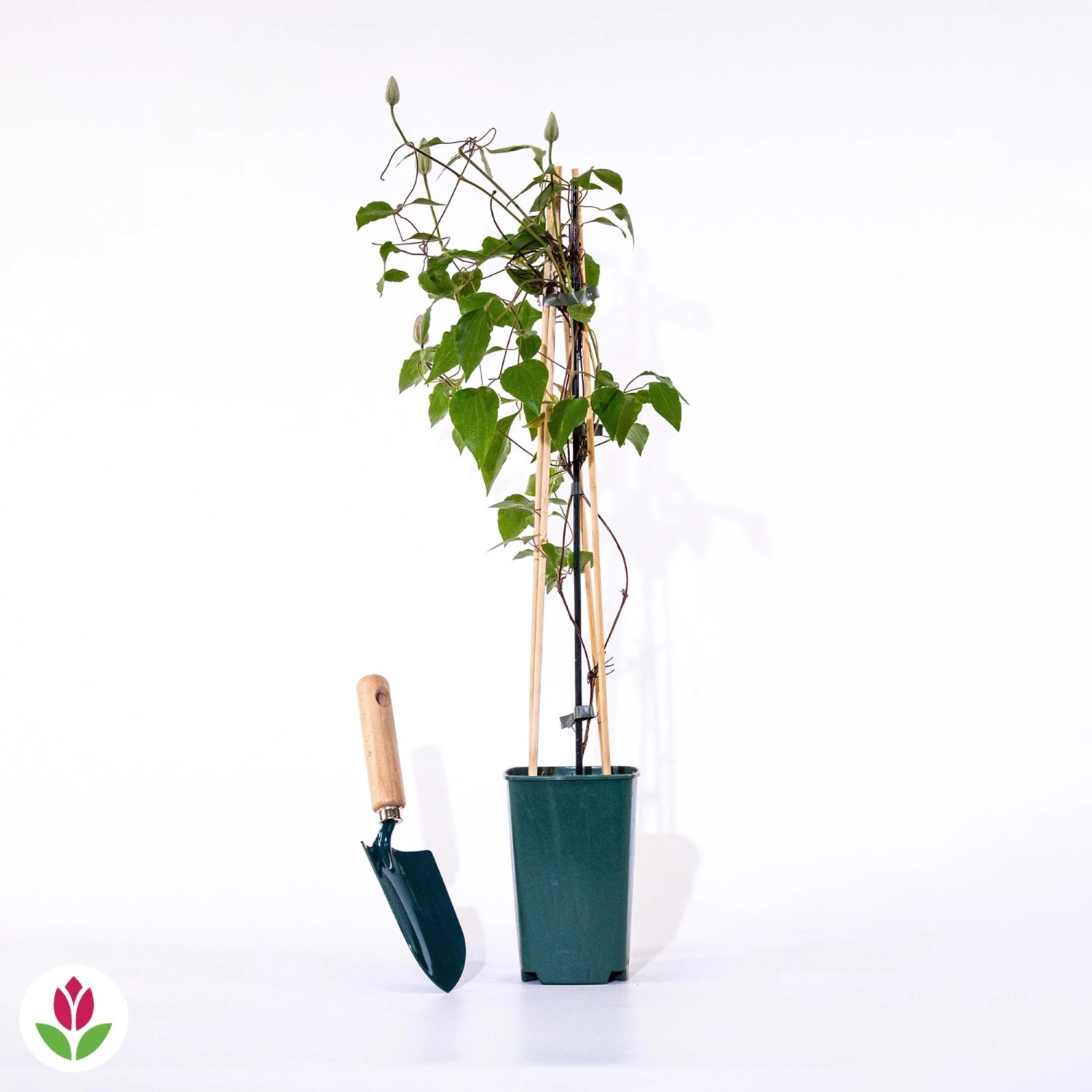 Clématite Fond Memories 2 Clématite Fond Memories – Image 2