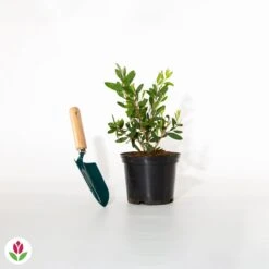 Rince-bouteille -Fournitures De Jardin Soldes 2024 020152 wil qlh 020152 1 1704706838076