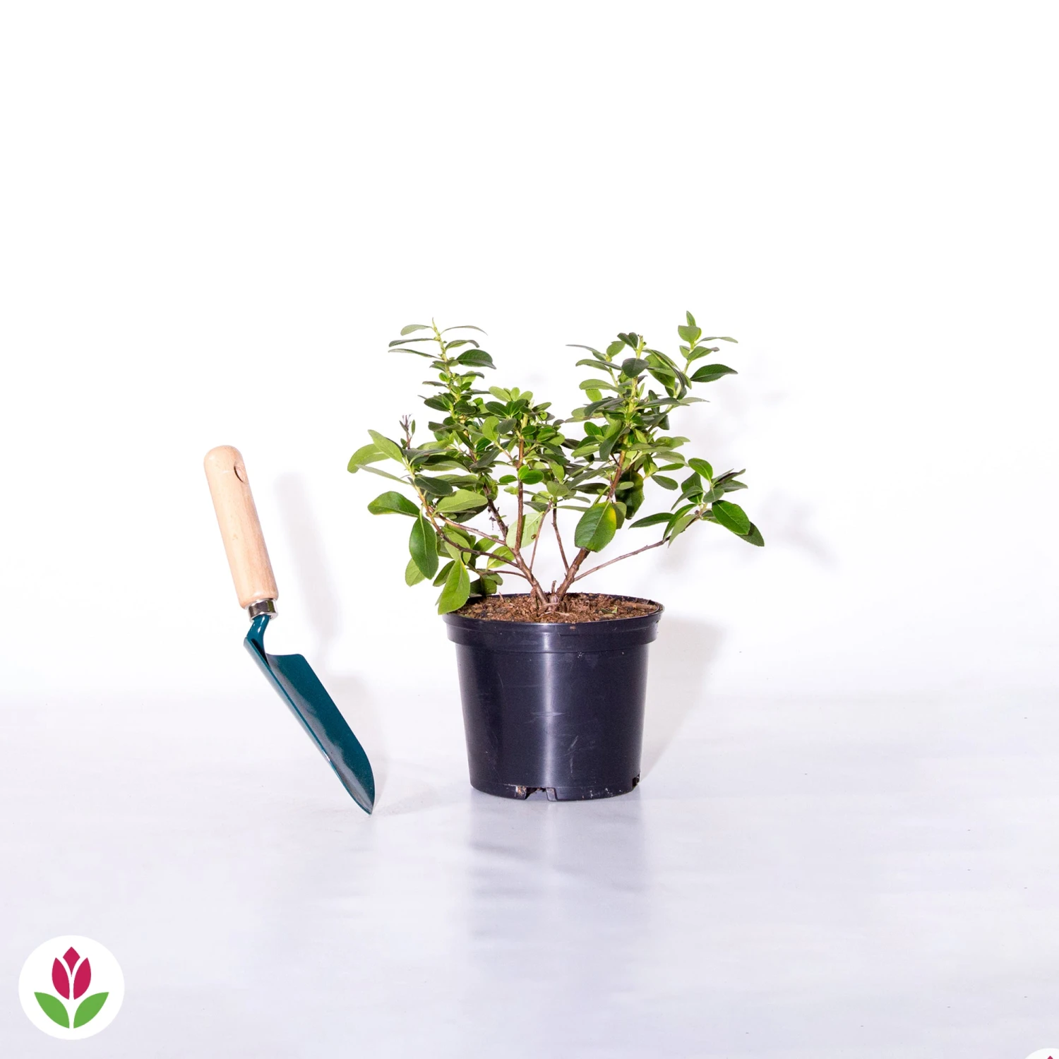 Escallonia Pink Elle 2 Escallonia Pink Elle â Image 2