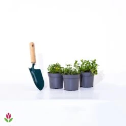 3 Bidens Jaunes 5 3 Bidens Jaunes -Fournitures De Jardin Soldes 2024 020588 wil qlp 101104 4 1706535322940