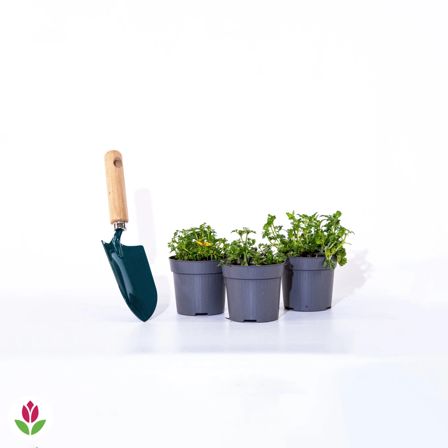 3 Bidens Jaunes 3 3 Bidens Jaunes – Image 3