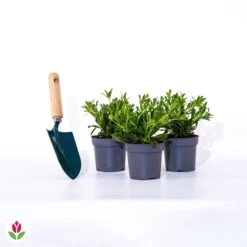 3 Marguerites Du Cap Blanches -Fournitures De Jardin Soldes 2024 020598 wil qlp 101111 3 1706535488918