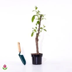 Mini Pommier Golden Yellow Spur -Fournitures De Jardin Soldes 2024 020605 wil qlp 101114 4 1706535532071