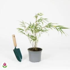 Bambou Fargesia Campbell Non-traçant -Fournitures De Jardin Soldes 2024 023620 wil QLZ 023620 1 1704728317299