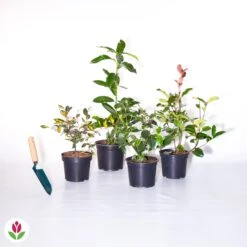 Collection Haie Persistante - 4 Arbustes 11 Collection Haie Persistante - 4 Arbustes -Fournitures De Jardin Soldes 2024 023744 wil qlh 104050 1 1704358331915