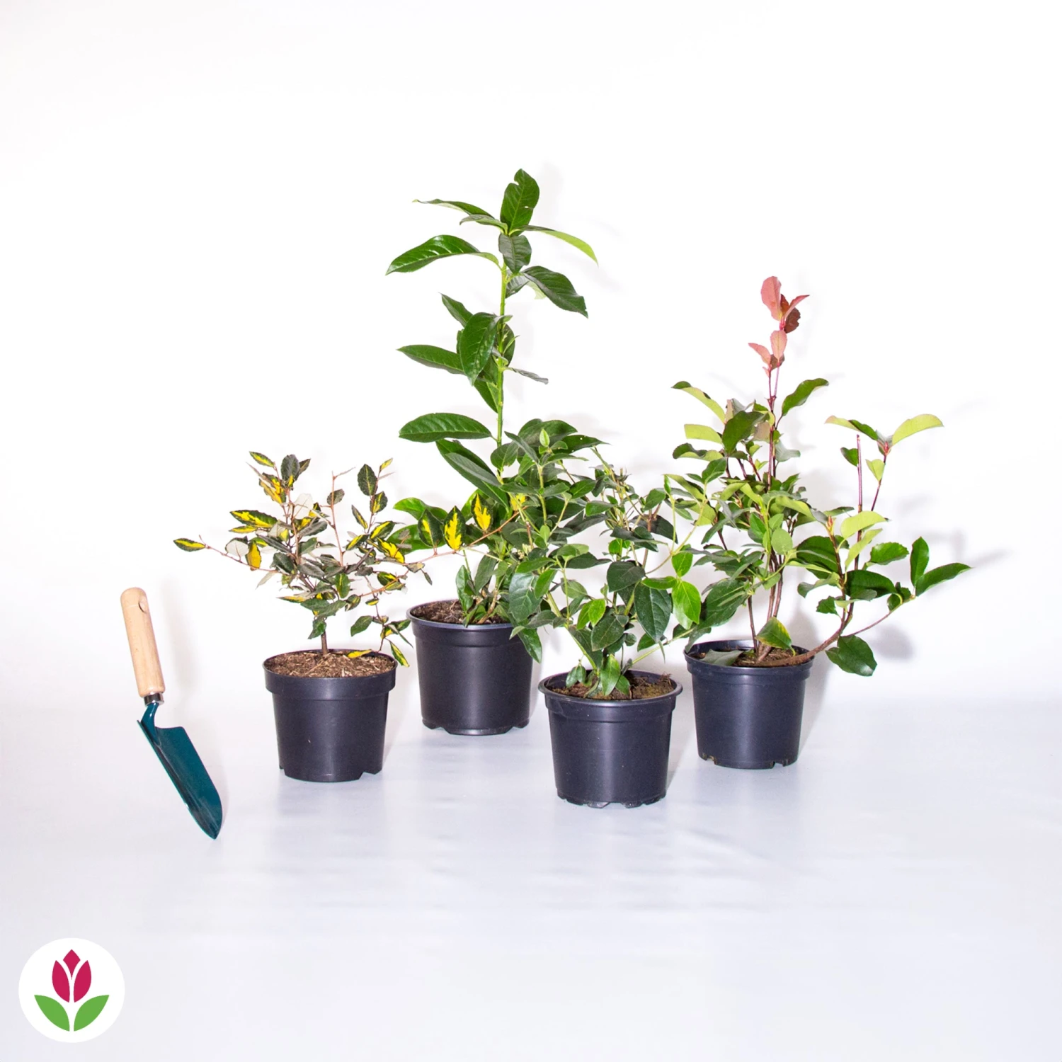 Collection Haie Persistante - 4 Arbustes 6 Collection Haie Persistante - 4 Arbustes – Image 6