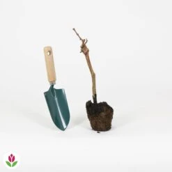 Vigne Pinot -Fournitures De Jardin Soldes 2024 023796 wil QLH 23796 1 1709028987957