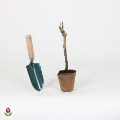 Vigne Merlot -Fournitures De Jardin Soldes 2024 023797 wil QLH 023797 1 1709029053224