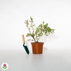 Callistemon Hot Pink - Rince-bouteille Rose -Fournitures De Jardin Soldes 2024 023883 wil qlh 023883 1 1705313691148