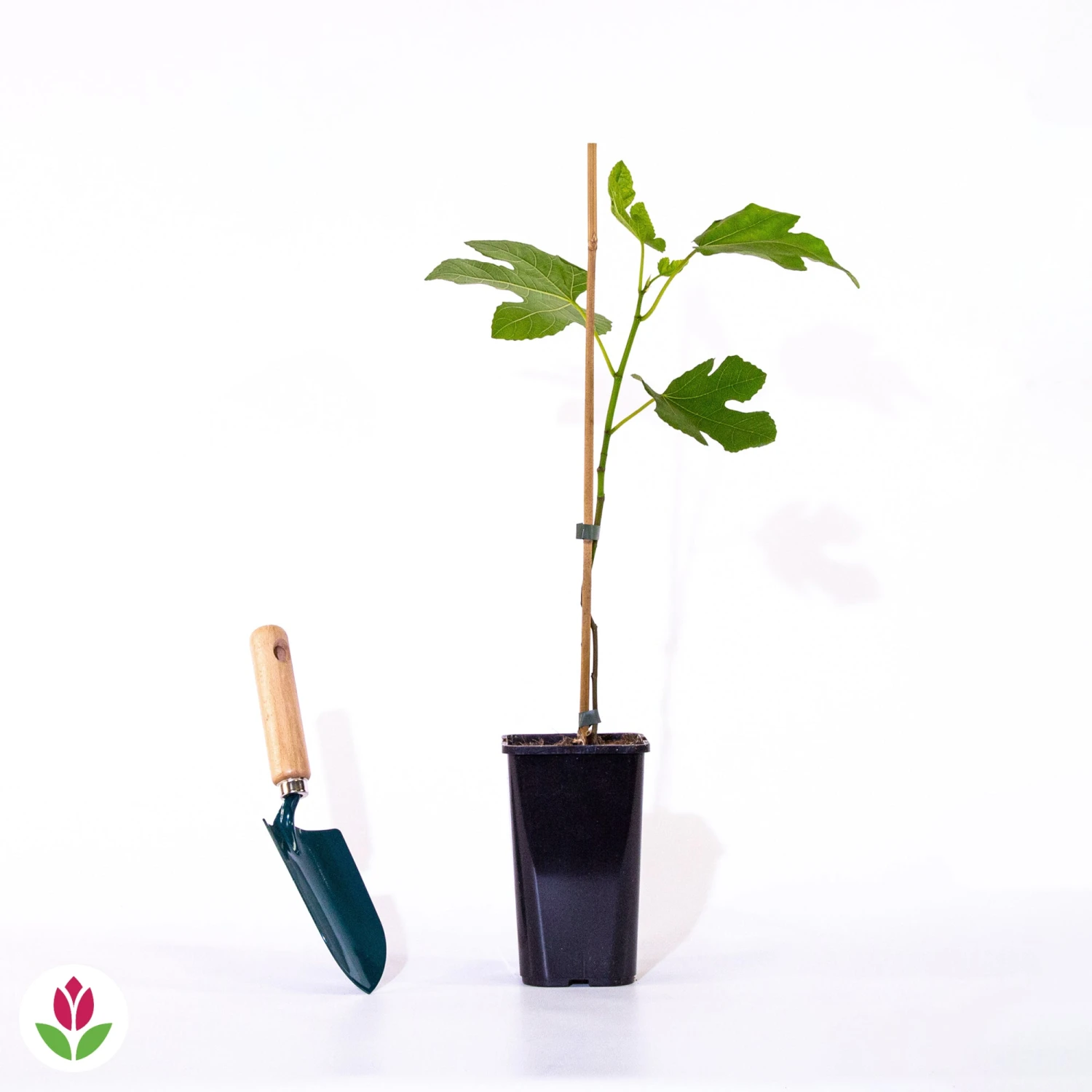 Figuier Brown Turkey 5 Figuier Brown Turkey – Image 5