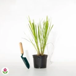 Herbe De La Pampa Pumila -Fournitures De Jardin Soldes 2024 028186 wil qlh 028186 1 1705660019200