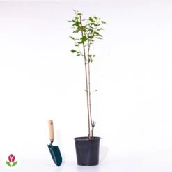 Erable Du Fleuve Amour -Fournitures De Jardin Soldes 2024 028202 wil qlp 028202 1 1705056924597