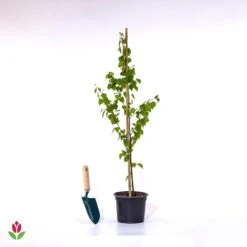 Bouleau Commun 7 Bouleau Commun -Fournitures De Jardin Soldes 2024 028208 wil qlp 103175 1 1705504230930