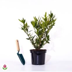 Laurier-Cerise Laurier Palme Otto Luyken -Fournitures De Jardin Soldes 2024 028327 wil qlz 111108 3 1706695605047