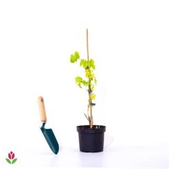 Houblon Doré -Fournitures De Jardin Soldes 2024 028360 wil qlp 102320 35jpg 1709721048867