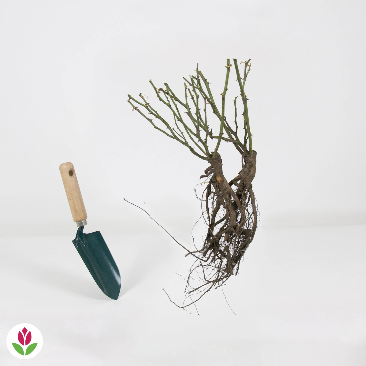 Rosier à Massif The Fairy 5 Rosier à Massif The Fairy – Image 5